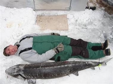 In this photo provided by Darren Horness, Darren Horness of Howards Grove, lays on the ice next to the 72-inch, 102-pound sturgeon he speared Sunday, Feb. 11, 2007, on Lake Winnebago in Wisconsin. The fish came up within 6 inches of the surface inside his ice shack, he said. About 8,000 fishermen spearhunt sturgeon each year on Lake Winnebago and its upriver lakes. In his seven years, Horness hadn't come close to a fish that big.[AP]