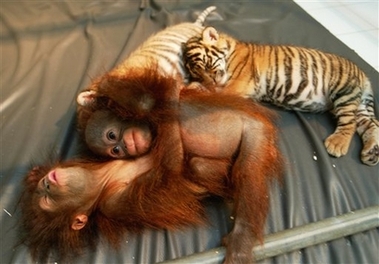 Two Sumatran tiger cub sleep with two baby orangutans in a nursery room at the Taman Safari zoo Wednesday Feb. 28, 2007, in Bogor, Indonesia. The tiger and orangutan babies, which would never be together in the wild, have become inseparable playmates after they were abandoned by their mothers