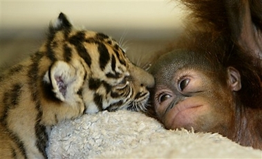Dema, a Sumatran tiger licks Nia a baby orangutan in a nursery room at the Taman Safari zoo Wednesday Feb. 28, 2007, in Bogor, Indonesia. The tiger and orangutan baby, which would never be together in the wild, have become inseparable playmates after they were abandoned by their mothers.