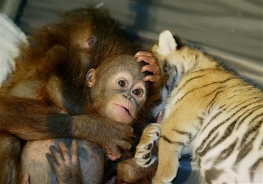 Dema, a Sumatran tiger cub sleeps with two baby orangutans in a nursery room at the Taman Safari zoo Wednesday Feb. 28, 2007, in Bogor, Indonesia. The tiger and orangutan babies, which would never be together in the wild, have become inseparable playmates after they were abandoned by their mothers.(