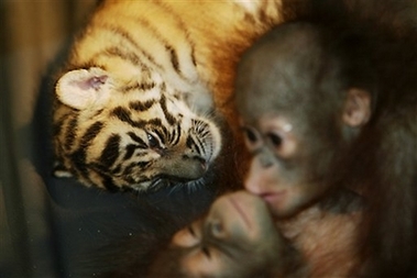 Dema, a Sumatran tiger cub sleeps with two baby orangutans in a nursery room at the Taman Safari zoo Wednesday Feb. 28, 2007, in Bogor, Indonesia. The tiger and orangutan babies, which would never be together in the wild, have become inseparable playmates after they were abandoned by their mothers