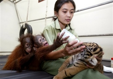 Sri an animal keeper gives milk to Manis, a Sumatran tiger cub with two baby orangutans in a nursery room at the Taman Safari zoo Wednesday Feb. 28, 2007, in Bogor, Indonesia. The tiger and orangutan babies, which would never be together in the wild, have become inseparable playmates after they were abandoned by their mothers.