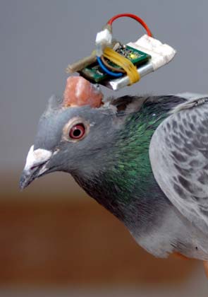 A pigeon with a micro electrode implanted is seen in its head at a lab of the Robot Engineering Technology Research Center of east China's Shandong University of Science and Technology in Qingdao Monday, March 12, 2007. Scientists with the research center succeeded in remotely controlling the pigeons' flight by sending signals via computer after they implanted micro electrodes in the pigeons' brains.[Xinhua]