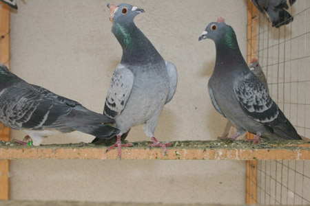 Pigeons with micro electrode implanted are seen in its head at a lab of the Robot Engineering Technology Research Center of east China's Shandong University of Science and Technology in Qingdao Monday, February 27, 2007. Scientists with the research center succeeded in remotely controlling the pigeons' flight by sending signals via computer after they implanted micro electrodes in the pigeons' brains.[newsphoto]
