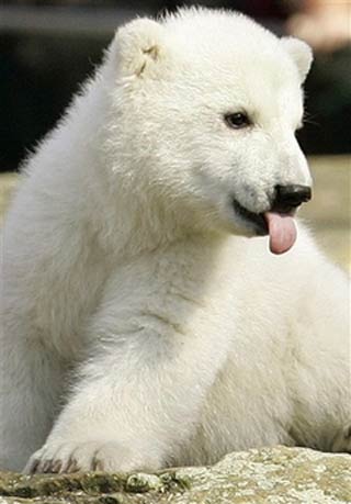 Knut, the polar bear cub, sticks out his tongue during his second appearance in the Berlin Zoo on Saturday, March 24, 2007. The Berlin Zoo's baby bear Knut is the German capital's hottest celebrity at the tender age of 16 weeks. Fascination with the 9-kilogram (nearly 19-pound) bear has only grown in recent days, after headlines generated by an animal activist who insisted that the cub should have been left to die after his mother ignored him. Zoo officials intervened, instead, choosing to raise the cub themselves through bottle-feeding and keeping the cub in an incubator. (AP Photo/