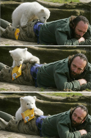 A combination of pictures shows Berlin zoo employee Thomas Doerflein as polar bear cub Knut pulls out a bag with animal food out of his pocket during the bear's first presentation in Berlin zoo, March 23, 2007. Knut, born on December 5, 2006, had to be hand fed every four hours by Doerflein after its mother Tosca refused the baby. [Reuters]