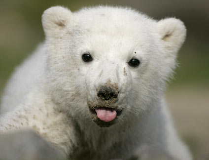 Polar bear cub Knut is pictured during its first presentation in Berlin zoo, March 23, 2007. Knut, born on December 5, 2006, had to be hand fed every four hours by Berlin zoo employee Thomas Doerflein after its mother Tosca refused the baby. [Reuters]