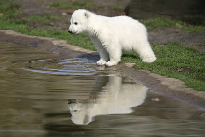Polar bear cub Knut is reflected in the water during the bear's first presentation in Berlin zoo, March 23, 2007. Knut, born on December 5, 2006, had to be hand fed every four hours by Berlin zoo employee Thomas Doerflein after its mother Tosca refused the baby.