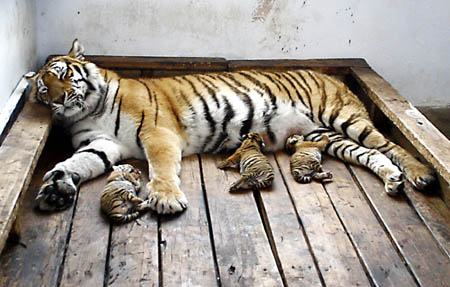 animal wallpaper tiger. tiger animal wallpaper
