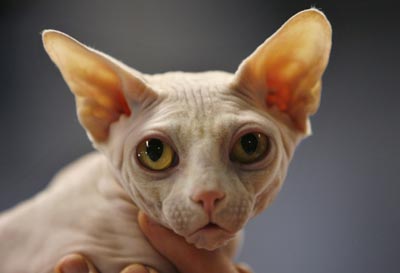cat show,animals