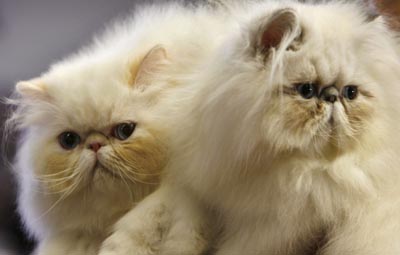 cat show,animals
