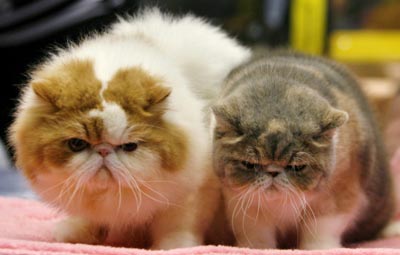 cat show,animals