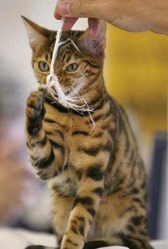 cat show,animals