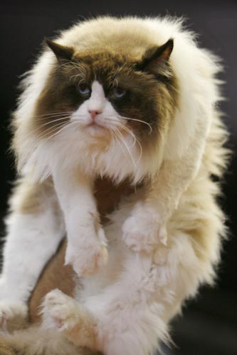 cat show,animals
