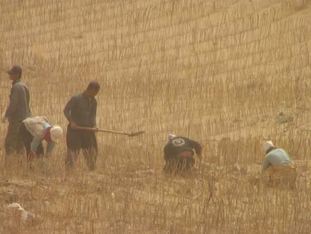 Chinese farmers work in a field during a sandstorm in Tongliao, North China's Inner Mongolia Autonomous Region, May 7, 2007. The sandstorm reduced the visibility less than 50 meters, Xinhua reported. [Xinhua]