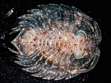 This undated picture released by the German Center for Marine Biodiversity (GCMB) shows an isopod Ceratoserolis, one of the new species of crustacean which have been found in the depths of the Southern Ocean, thanks to three sampling expeditions set up as part of the Antarctic benthic deep-sea biodiversity project.[AFP]