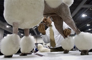 A Standard Poodle is groomed backstage prior to compete in the Mexico World Dog Show 2007 in Mexico City, Thursday May 24, 2007. Hundreds of dogs from different countries are entered for competition in the dog show in Mexico City. 