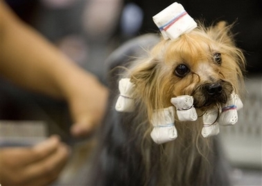 A Yorkshire Terrier is groomed prior to competition in the Mexico World Dog Show 2007 in Mexico City, Thursday, May 24 2007. Hundreds of dogs from different countries are entered for competition in the dog show in Mexico City. 