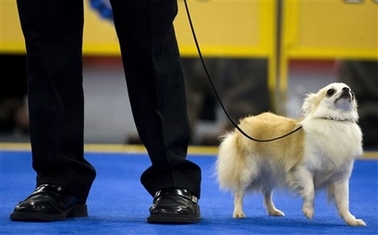 A Chihuahueno Long Hair competes in the Mexico World Dog Show 2007 in Mexico City, Thursday, May 24 2007, where hundreds of dogs from around the world compete for prizes.