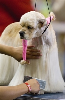 An American Cocker Spaniel is groomed prior to competition in the Mexico World Dog Show 2007 in Mexico City, Thursday, May 24, 2007. Hundreds of dogs from different countries are entered for competition in the dog show in Mexico City. 