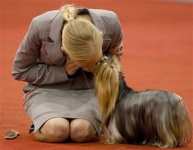 A Yorkshire Terrier is groomed prior to compete in the Mexico World Dog Show 2007 in Mexico City, Thursday, May 24 2007. Hundreds of dogs from different countries are entered for competition in the dog show in Mexico City.[AP]