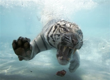 Odin, a five-year-old, 445 pound white Bengal tiger dives for a piece of meat during a performance at the Six Flags Discovery Kingdom in Vallejo, Calif., Wednesday, May 30, 2007. Odin was born at the park and was hand raised.[AP]