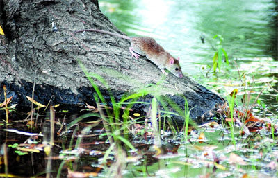 A field mouse is seen near Dongting Lake, Central China's Hunan Province in July 2007. People living in communities surrounding a Dongting Lake have been overrun by field mice after floodwaters drove the rodents out of islands on the lake. An estimated 2 billion mice are ravaging crops in 22 counties around the lake, and authorities were rushing to construct walls and ditches to keep the rodents out. [Hu Hua/Rednet.cn]