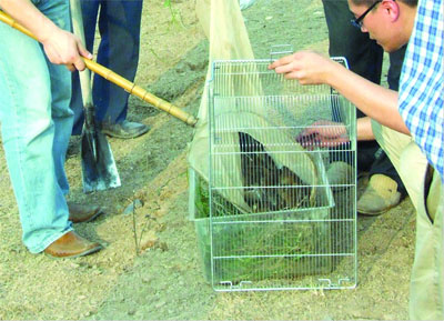 Chinese workers catch field mice for test in Yiyang City near Dongting Lake, Central China's Hunan Province in July 2007. People living in communities surrounding a Dongting Lake have been overrun by field mice after floodwaters drove the rodents out of islands on the lake. An estimated 2 billion mice are ravaging crops in 22 counties around the lake, and authorities were rushing to construct walls and ditches to keep the rodents out. [Hu Hua/Rednet.cn]