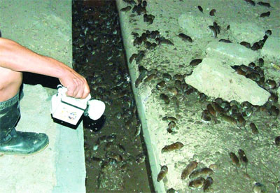 A worker shows the dead field mice in a ditch near Dongting Lake, Central China's Hunan Province in July 2007. People living in communities surrounding a Dongting Lake have been overrun by field mice after floodwaters drove the rodents out of islands on the lake. An estimated 2 billion mice are ravaging crops in 22 counties around the lake, and authorities were rushing to construct walls and ditches to keep the rodents out. [Hu Hua/Rednet.cn]