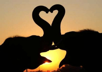 Animals' Valentine romance