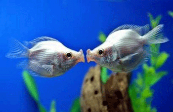Animals' Valentine romance