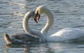 Animals' Valentine romance