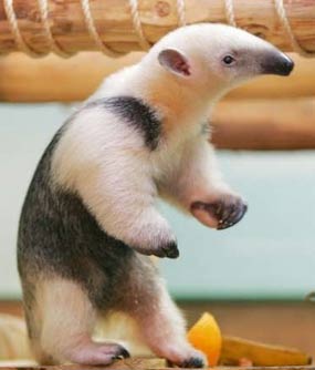 Three-month-old Southern Tamandua