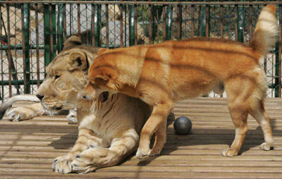 Lioness, dog live happily in S. Korea zoo