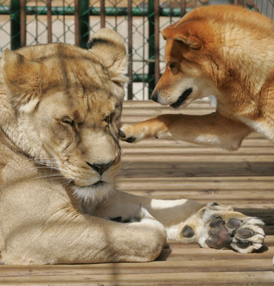 Lioness, dog live happily in S. Korea zoo