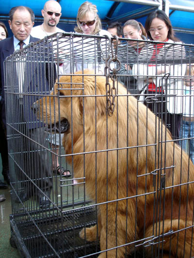 Rare Tibet mastiffs on display in Suzhou