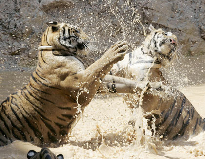 Tiger Temple in Thailand