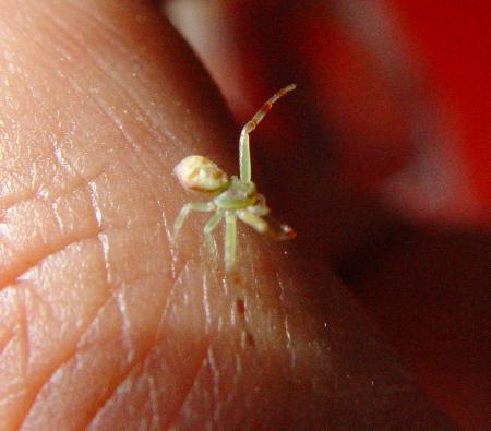Rare spider bearing a human face on the back