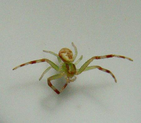 Rare spider bearing a human face on the back