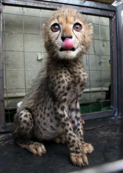 Orphaned African cheetah cub
