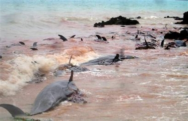 400 dead dolphins found off Africa coast<br>