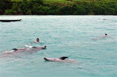 400 dead dolphins found off Africa coast<br>