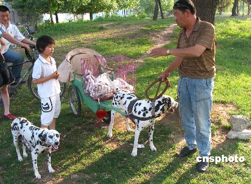 Dog family on a travel