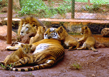 Quadruplet liger cubs healthy