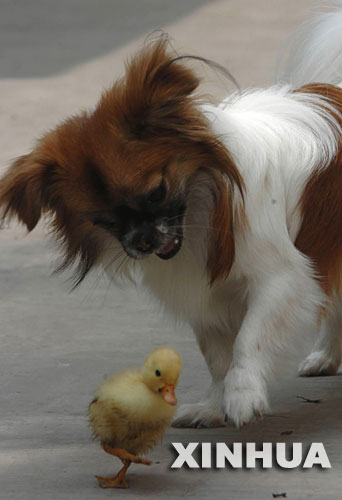 Dog makes friends with duck