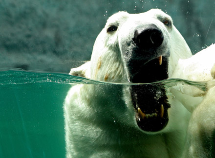 Polar bear swims under water 