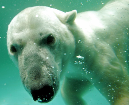 Polar bear swims under water 