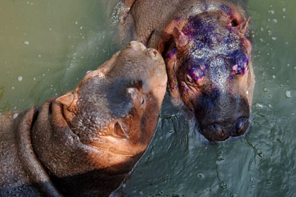 Hippos at a Hefei wildlife park