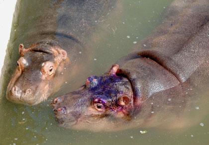 Hippos at a Hefei wildlife park
