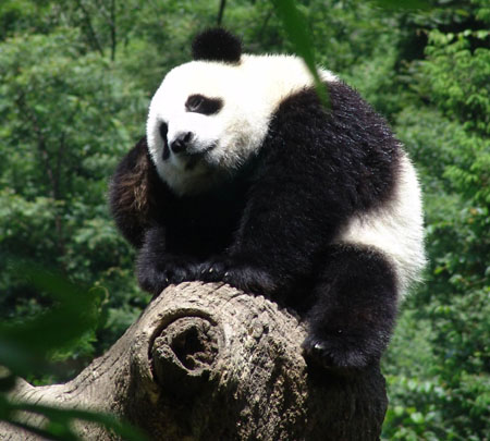 Giant panda at Wolong